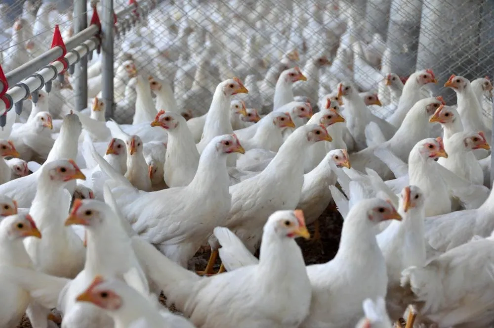 Exportação de carne de frango apresenta o melhor resultado dos últimos cinco anos
