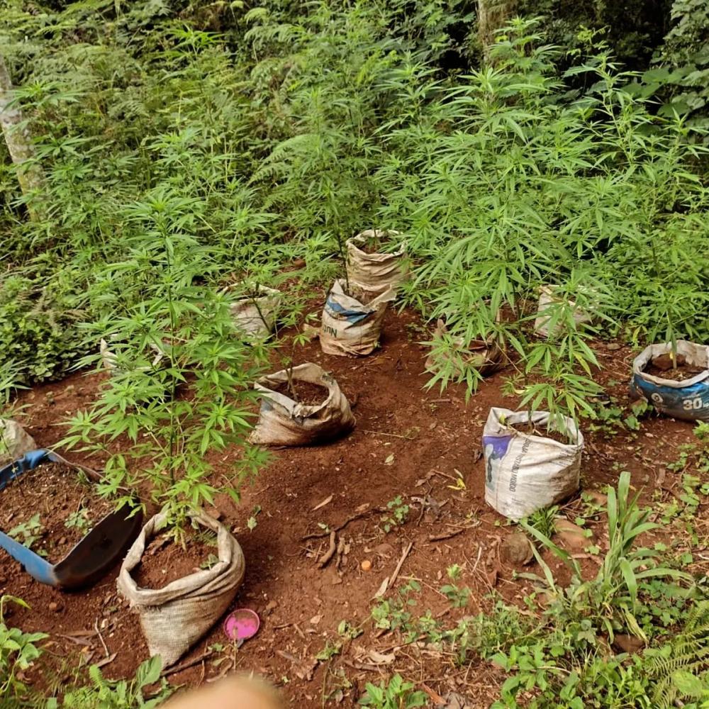 Ação conjunta das forças de segurança desmantela plantio de maconha em Formosa Do Sul